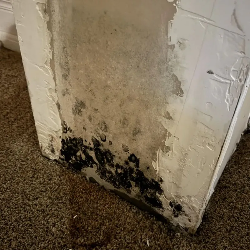 Professional Mold Removal in Beaumont, CA